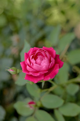 aesthetic Cool Rose wallpaper