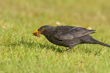 Eine männliche Amsel auf Futtersuche