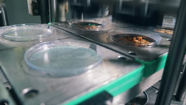 Automated Food packaging line moves containers with bread crackers at a food plant.