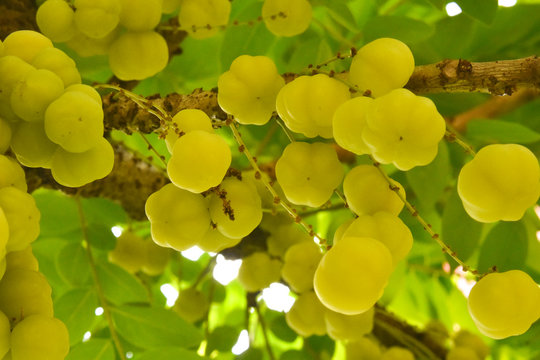 ripe amla in tree yellow color 
