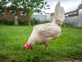 Dirty thin white chicken on a cloudy day after a rain is looking for food in the grass in the yard.