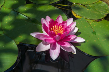 Lotos blume im Wasser