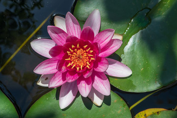 Lotos blume im Wasser von oben