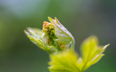 Young grape vine and leaves of grapes in the spring. Vine grape growth. Unripe grapes. Fresh young grapes with water drops after the rain in spring. Vine grape growth. Unripe grapes crop.