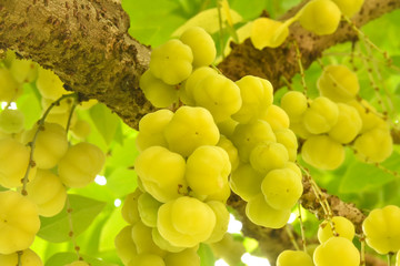 ripe amla in tree yellow color 