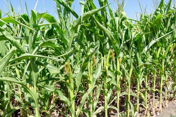 young fresh corn field growing, agriculture farming rural economy agronomy concept