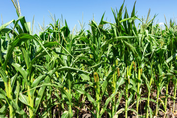 Fototapeta premium young fresh corn field growing, agriculture farming rural economy agronomy concept