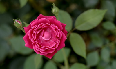 rose wallpaper hd background 