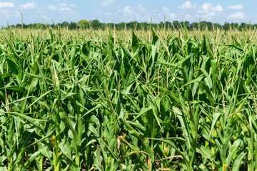 young fresh corn field growing, agriculture farming rural economy agronomy concept