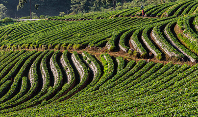 strawberry farmland agricultural area at doi chiang mai Thailand