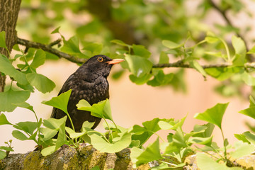 Eine Amsel sitzt in einem BAum