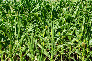 young fresh corn field growing, agriculture farming rural economy agronomy concept