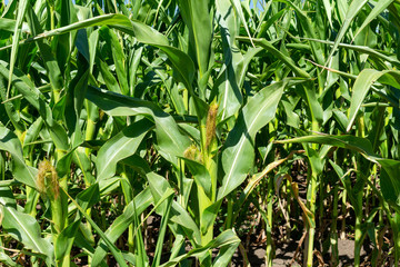 young fresh corn field growing, agriculture farming rural economy agronomy concept