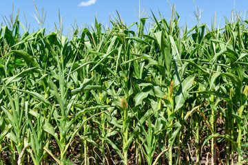 Fototapeta premium young fresh corn field growing, agriculture farming rural economy agronomy concept