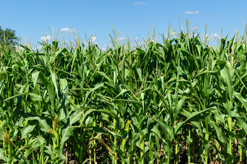young fresh corn field growing, agriculture farming rural economy agronomy concept