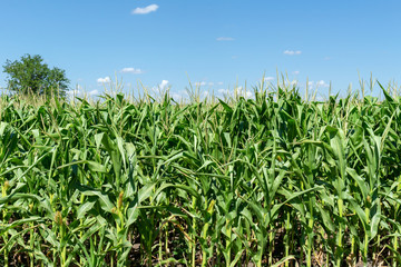 young fresh corn field growing, agriculture farming rural economy agronomy concept