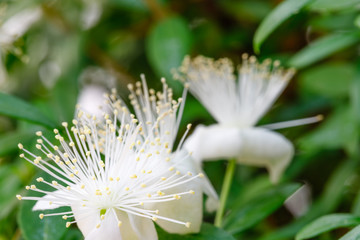 White blossom of myrtle tree. Myrtus communis ( common myrtle ) plant with green leaves and white ...