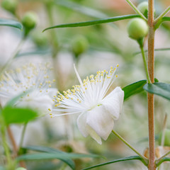 White blossom of myrtle tree. Myrtus communis ( common myrtle ) plant with green leaves and white ...