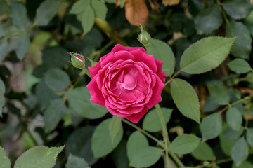 rose wallpaper hd background 