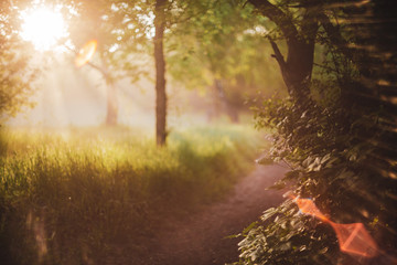 Scenic sunny natural green background. Lens flare on beautiful leaves. Amazing morning landscape of nature with sunbeams. Rich greenery in sunny day with copy space. Scenery of vegetation in sunlight.