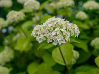 Hydrangea tree, white.Bush blooming on a green background.