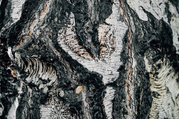 White nature background of birch bark close-up. Plane of birch trunk surface. Tree textured...