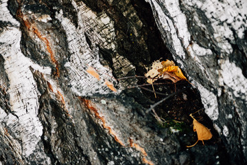 Autumn orange yellow leaves in birch bark close-up. White nature background. Plane of birch trunk surface. Tree textured backdrop. Detailed natural texture of birch tree stem. Abstract background.
