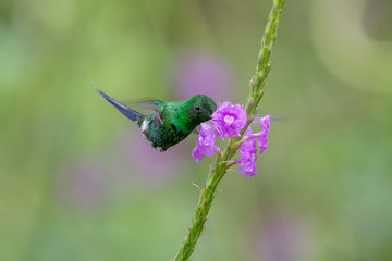 Blue hummingbird Violet Sabrewing flying next to beautiful red flower. Tinny bird fly in jungle. Wildlife in tropic Costa Rica. Two bird sucking nectar from bloom in the forest. Bird behaviour