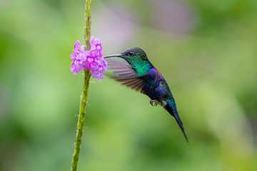 Blue hummingbird Violet Sabrewing flying next to beautiful red flower. Tinny bird fly in jungle. Wildlife in tropic Costa Rica. Two bird sucking nectar from bloom in the forest. Bird behaviour