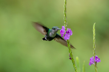 Blue hummingbird Violet Sabrewing flying next to beautiful red flower. Tinny bird fly in jungle. Wildlife in tropic Costa Rica. Two bird sucking nectar from bloom in the forest. Bird behaviour