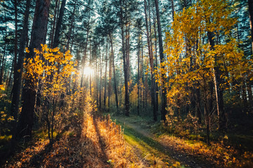 Amazing scenic landscape at early morning in autumn forest. Dazzling bright sunlight through tree branches silhouettes. Rich fall foliage glitter in sunbeams. Wonderful sunrise. Lovely sunset scenery.
