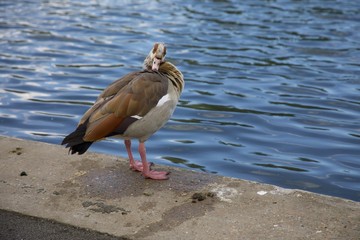 duck in water