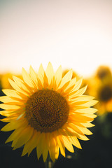 Obraz premium Estate e Girasoli brillanti