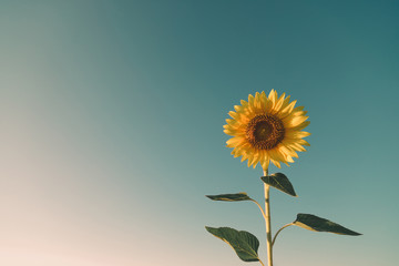 Viaggio in Estate in Toscana nei campi di Girasoli.