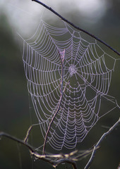 Cobweb in morning dew. The spider web, closeup in morning.  Dew, web, spider.