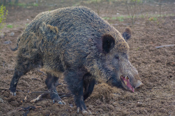 Naklejka na ściany i meble Close up of a large wild boar in wildlife. Wild boar (sus scrofa ferus) walking in forest. Wildlife in natural habitat.