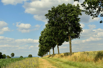 Beautiful landscape. Dirt road through the field and forest ahead.
