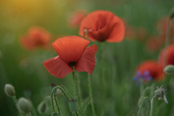 Obraz premium Poppy flowers field nature spring background. Blooming Poppies memory symbol. Armistice or Remembrance day background