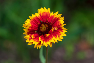 Gaillardia aristata red yellow flower in bloom, common blanketflower flowering plant