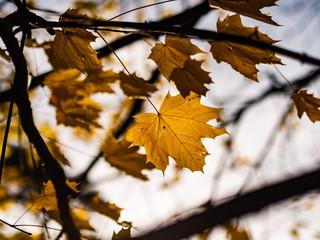 Autumn Leaf