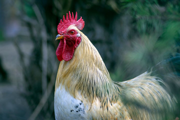 White beige rooster bird in the garden on the farm, portrait of utility domestic animal