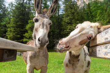 Funny donkeys in the Val Contrin. Dolomites. Italy.