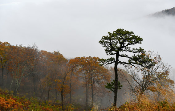 Aerial view of mountain forests engulfed in clouds during the autumn season