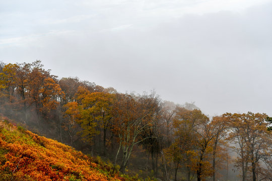 Aerial view of mountain forests in bright autumn colors