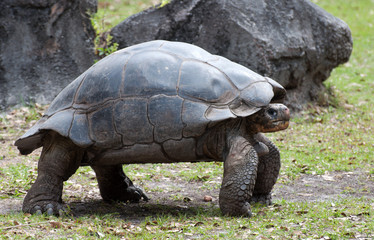 Giant Galapagos tortoise is standing on thick, sturdy legs on leaf and stone strewn green grass with rocks in the background.