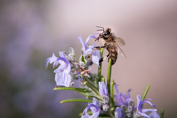Biene bei der Arbeit