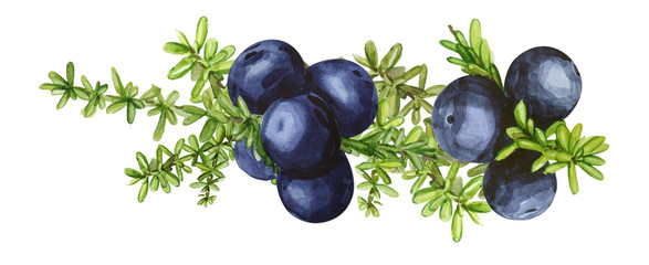 Black forest northern berries of the crowberry, painted in watercolor. Ideal for wedding invitations, cards, logos