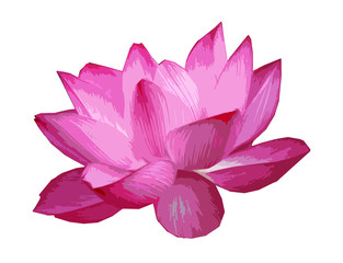 Botany illustration. Pink lotus flower in cartoon style isolated on white background.