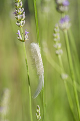 Weiße Vogelfeder an einer Lavendelblüte