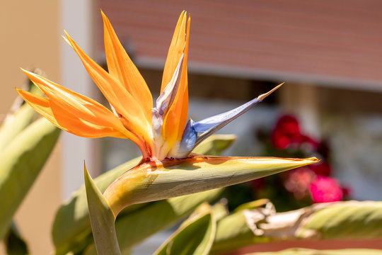 Strelizie Paradiesvogelblume vorm Haus